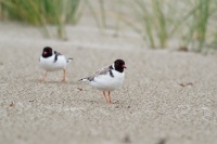 Kulík černohlavý - Thinornis cucullatus - Hooded Plover o2166